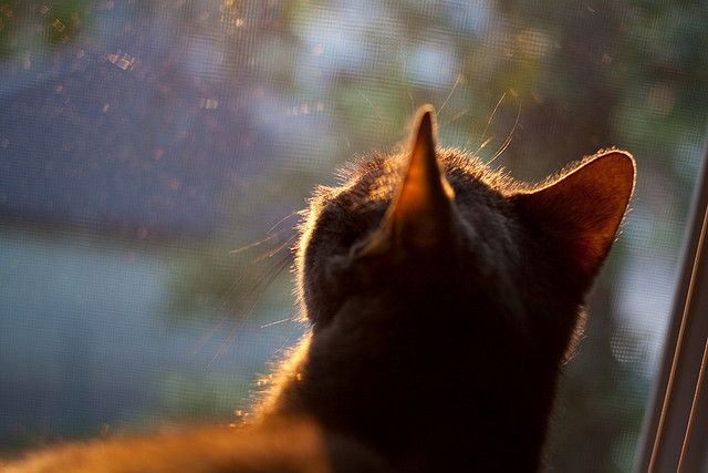 绿色行动不停步：联盟迈向全面可持续发展的新路径，绿色联盟标准