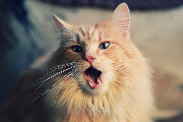 爱游戏app-葡萄牙马术协会推出马术运动员健康管理系统，关注运动员身心健康。