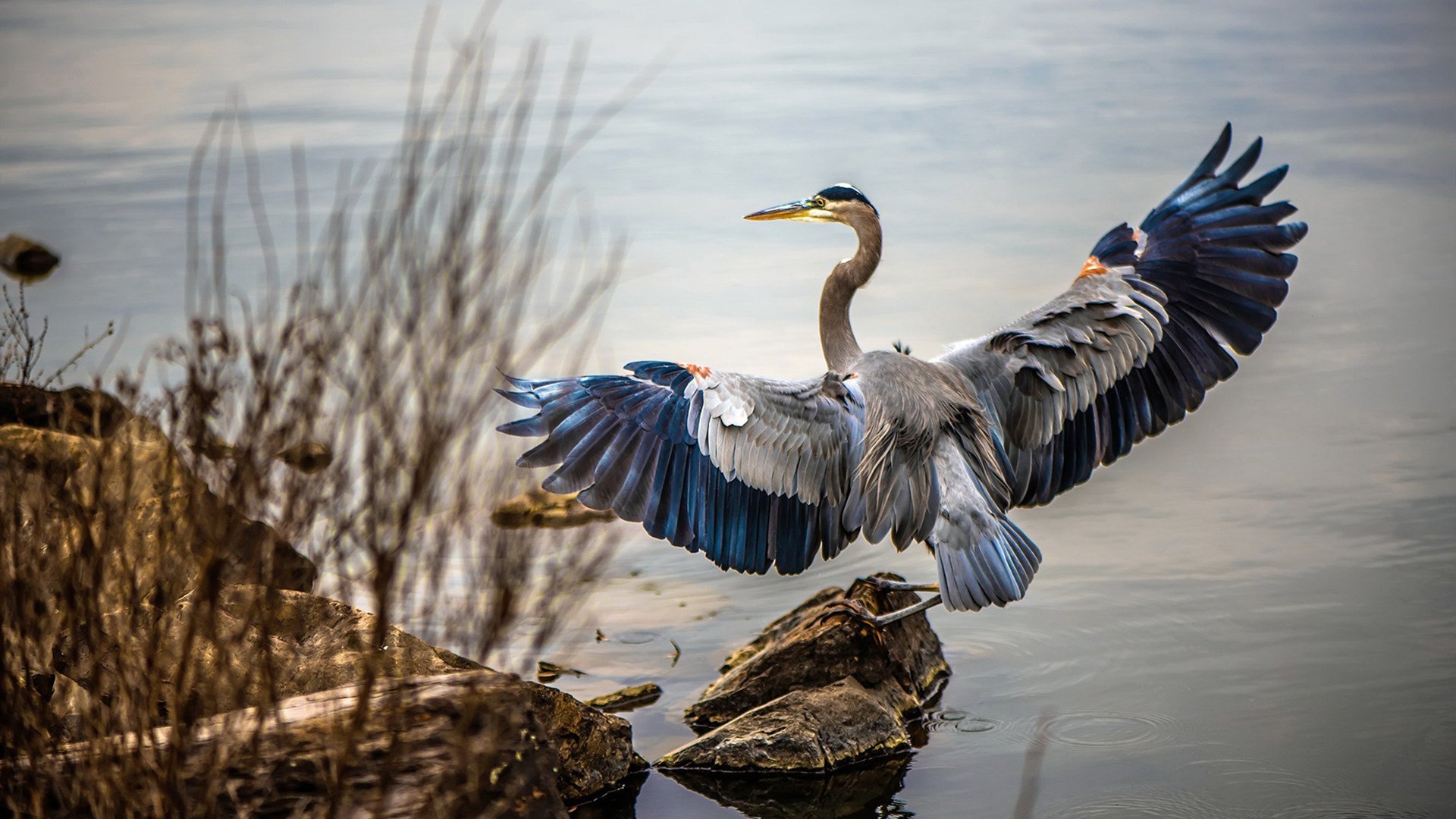 AC米兰主场告负,遭遇连败困扰,ac米兰 引援