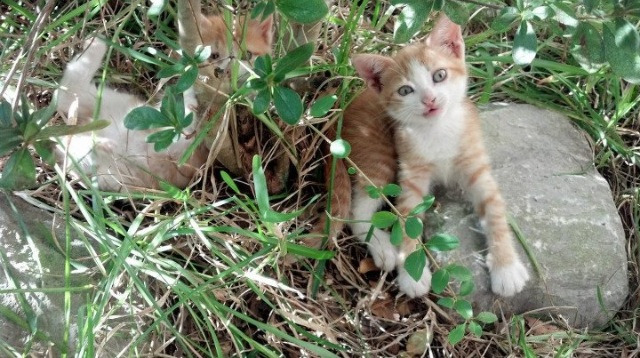 爱游戏娱乐平台-Gen.G教练组战术创新备受关注，gog 教练