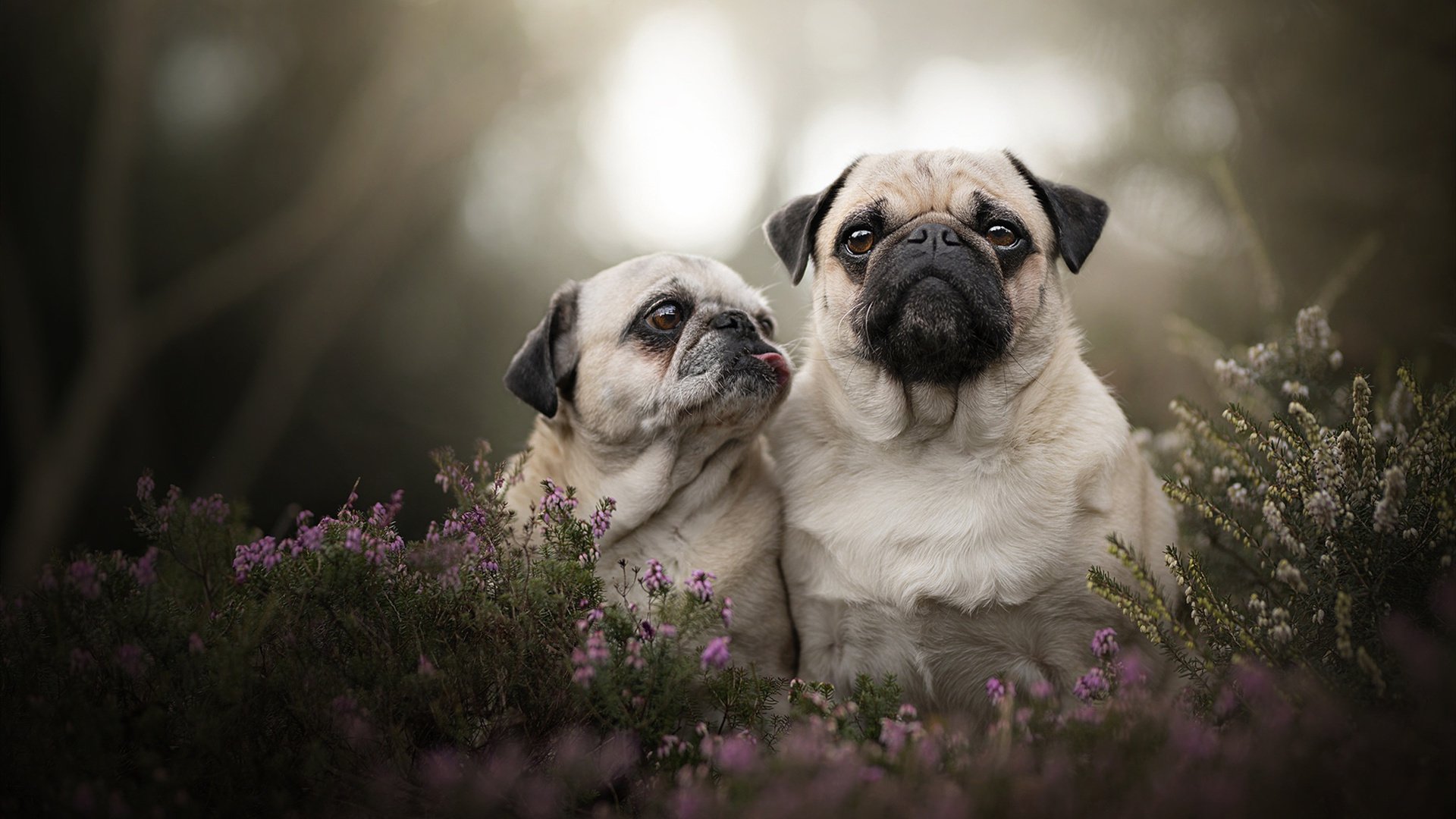 冰岛队险胜摩尔多瓦,晋级欧洲预选赛决赛阶段,冰岛队 欧洲杯