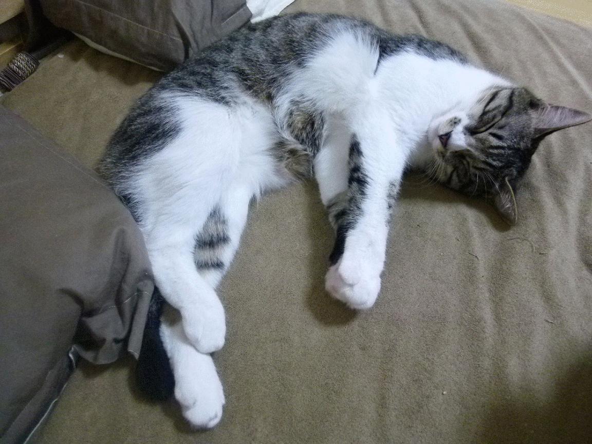 尤文图斯客场逆转 曼联遭遇连败,尤文图斯客场逆转 曼联遭遇连败是哪一年