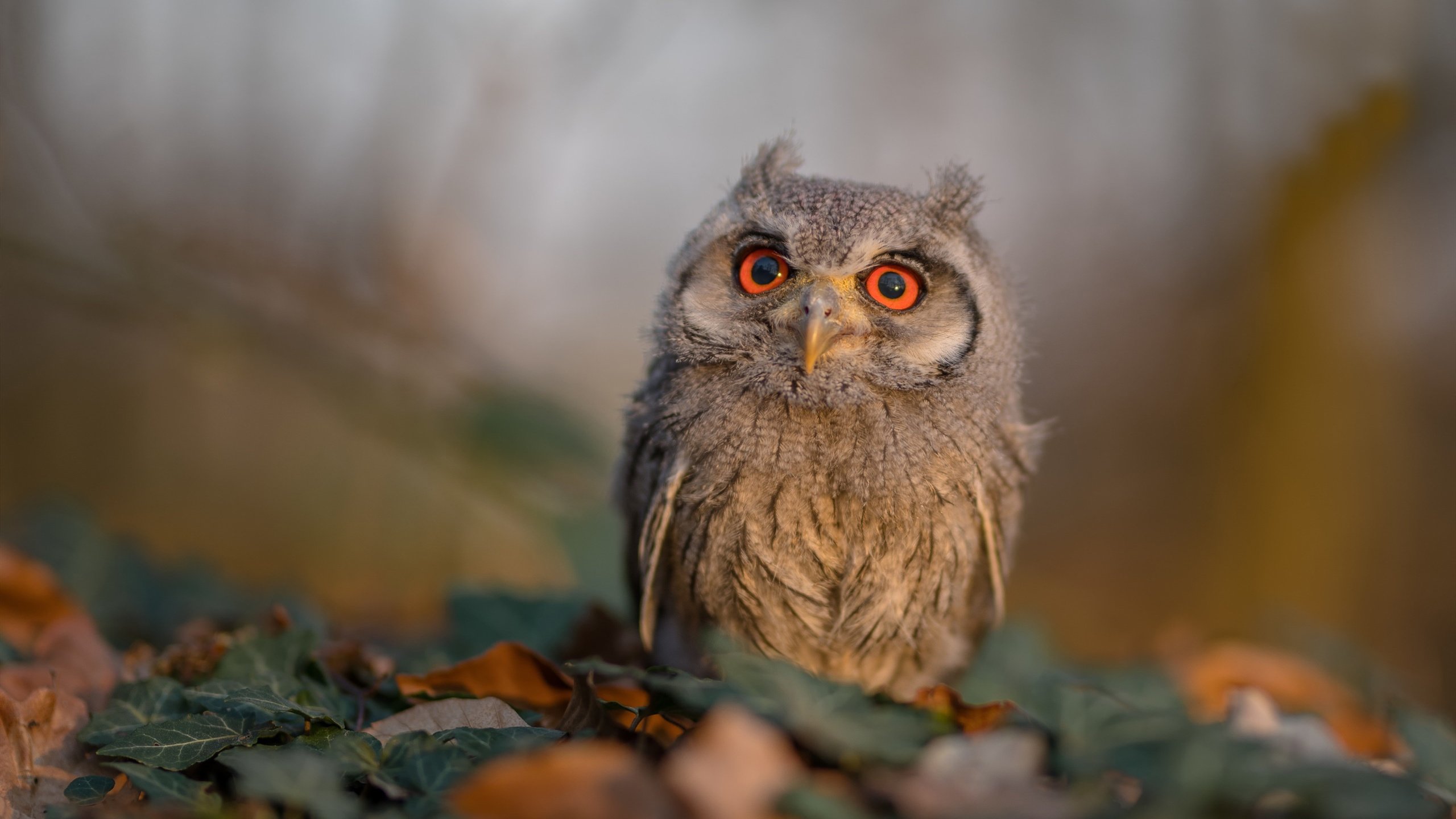 弗拉门戈攻防转换效率提升，弗拉门戈ds