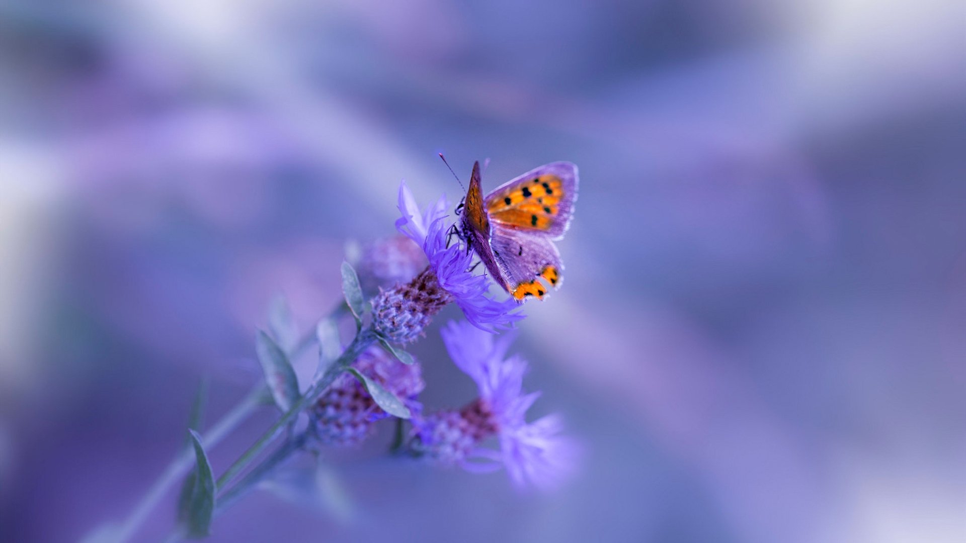 欧国联比赛惊险无边，国家队备战欧锦赛展雄心，欧国联赛程2020规则