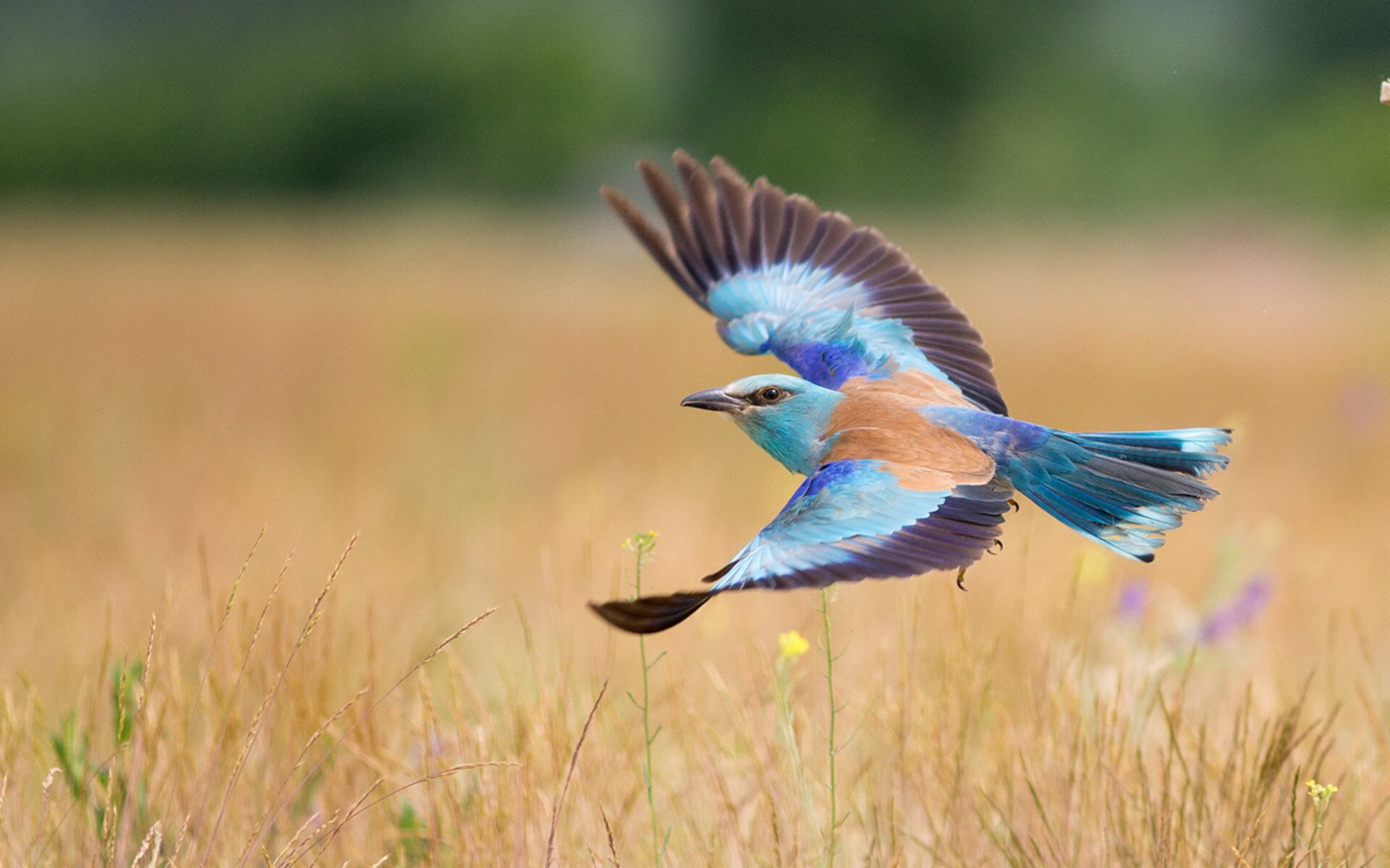 罗马客场遭遇大败,战绩蒙上阴影,罗马球队比赛
