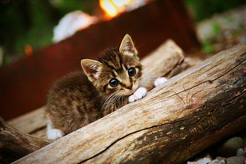 NBA球队防守战术演变研究，nba防守型球队