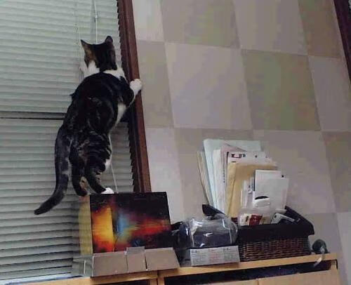 英超球队裁判沟通改进对误判率降低效果,英超各轮裁判安排