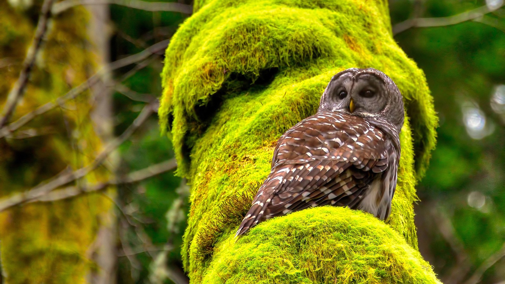 赛季最大悬念：谁能打破传统豪门的垄断？，新赛季胜率最高英雄