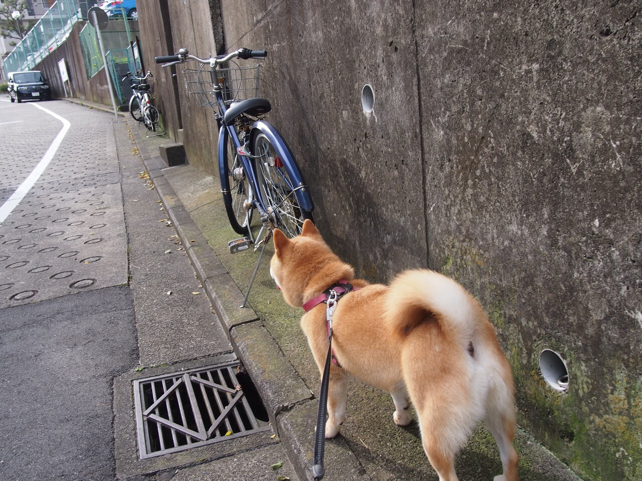 CBA赛季精彩赛事不断涌现,cba 赛季