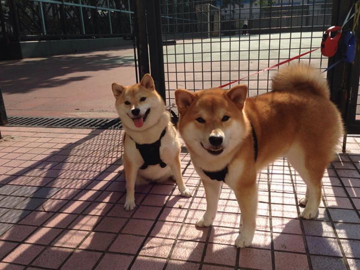 中国田径队举行公开课展示备战细节,中国田径队举行公开课展示备战细节视频