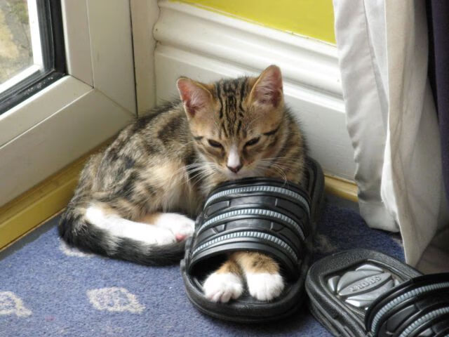 爱游戏体育app-男子项目频传捷报