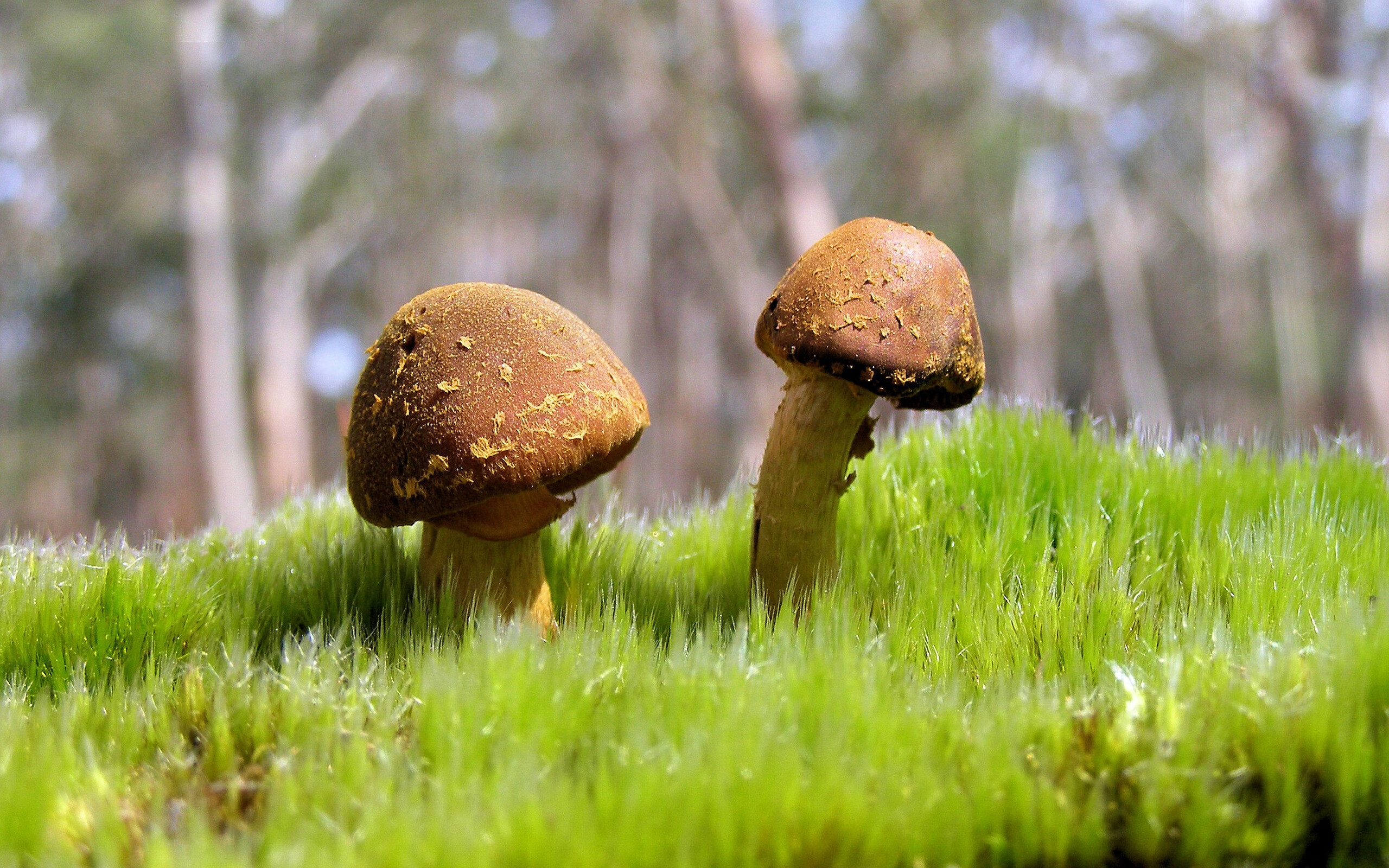 乌干达女篮在非洲锦标赛中奋勇争夺,未来可期,乌干达女子篮球联赛