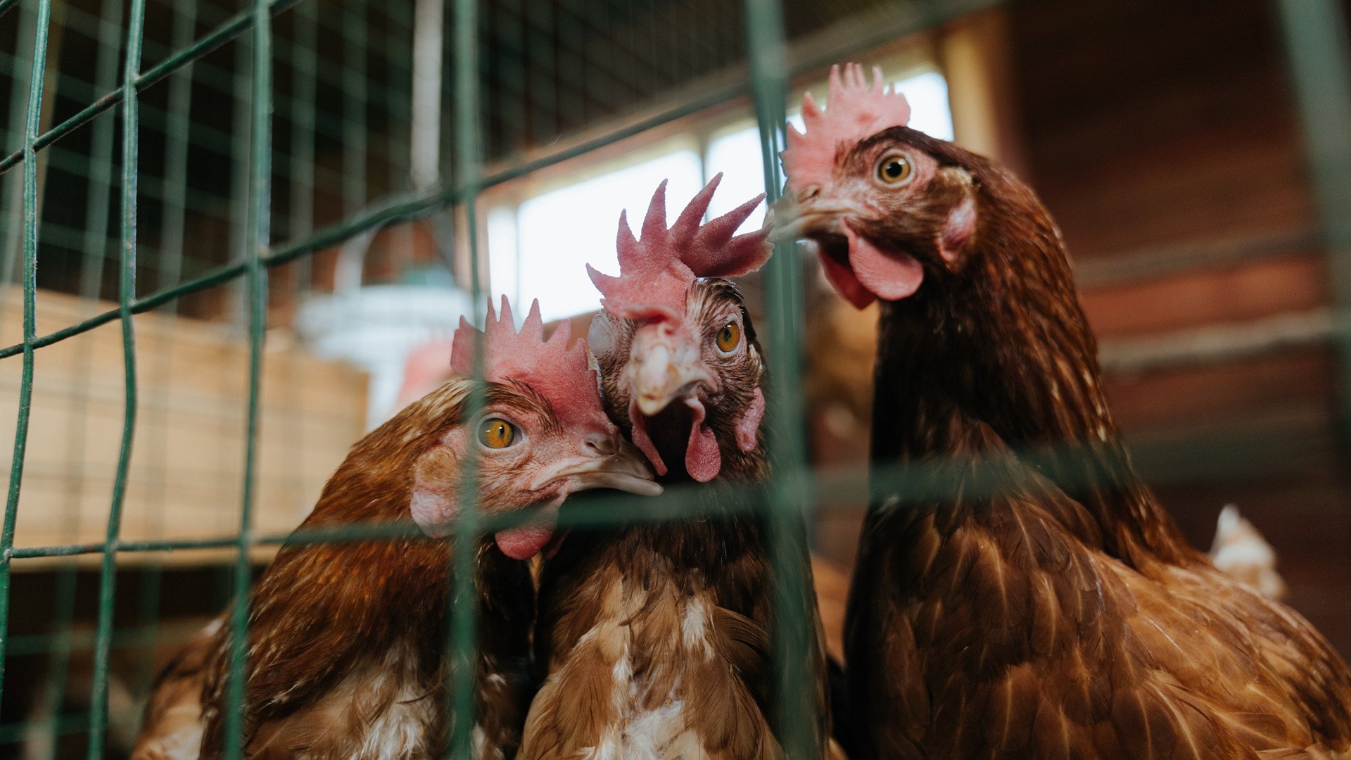 各大洲积极布局女子足球，未来发展潜力巨大，女子足球发展现状