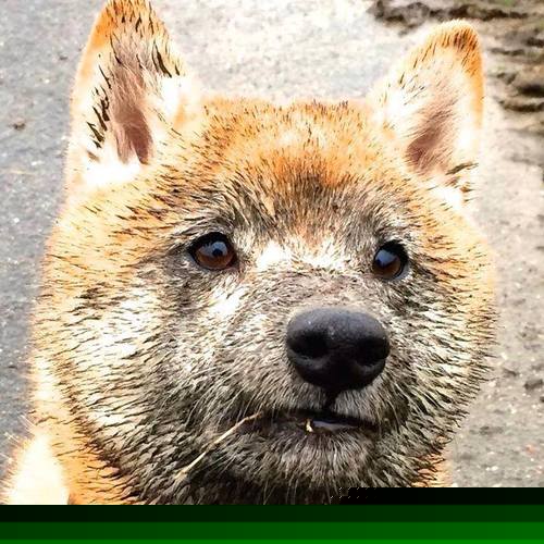 曼联在激烈争夺中取胜，积分追赶榜首队伍