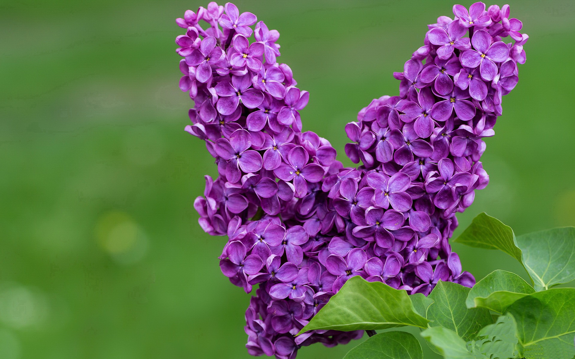 格鲁塞技术动作精准无误，格鲁竞技-glubet