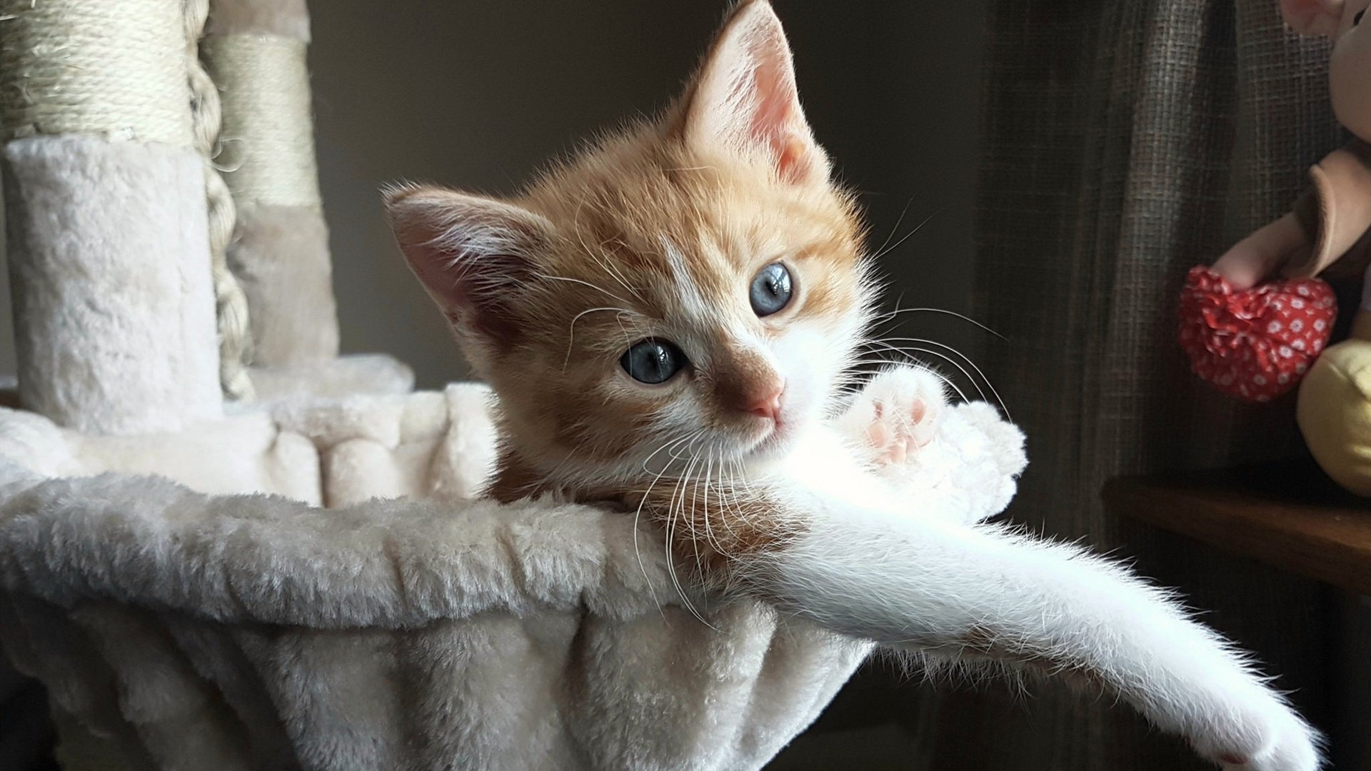 水球反击迅速波兰掌控比赛，水球回放