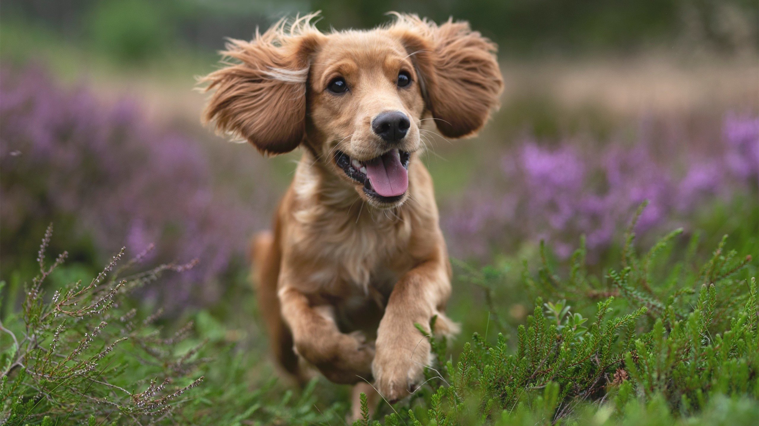 火箭新秀首秀得分创新高引热议，火箭队新秀视频