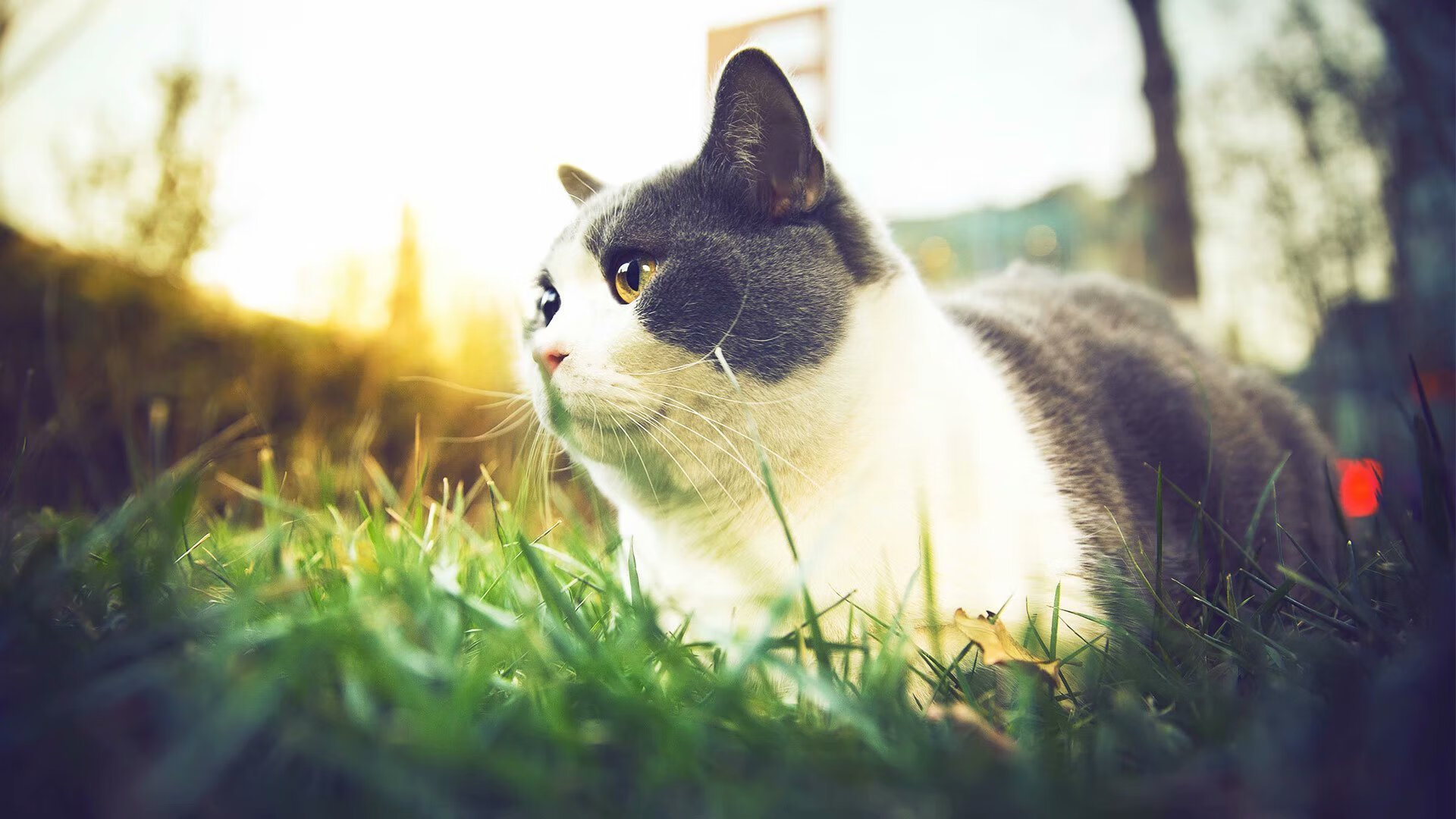 足球青训基地加入国际合作项目，提升培训质量，全国足球青训机构排名