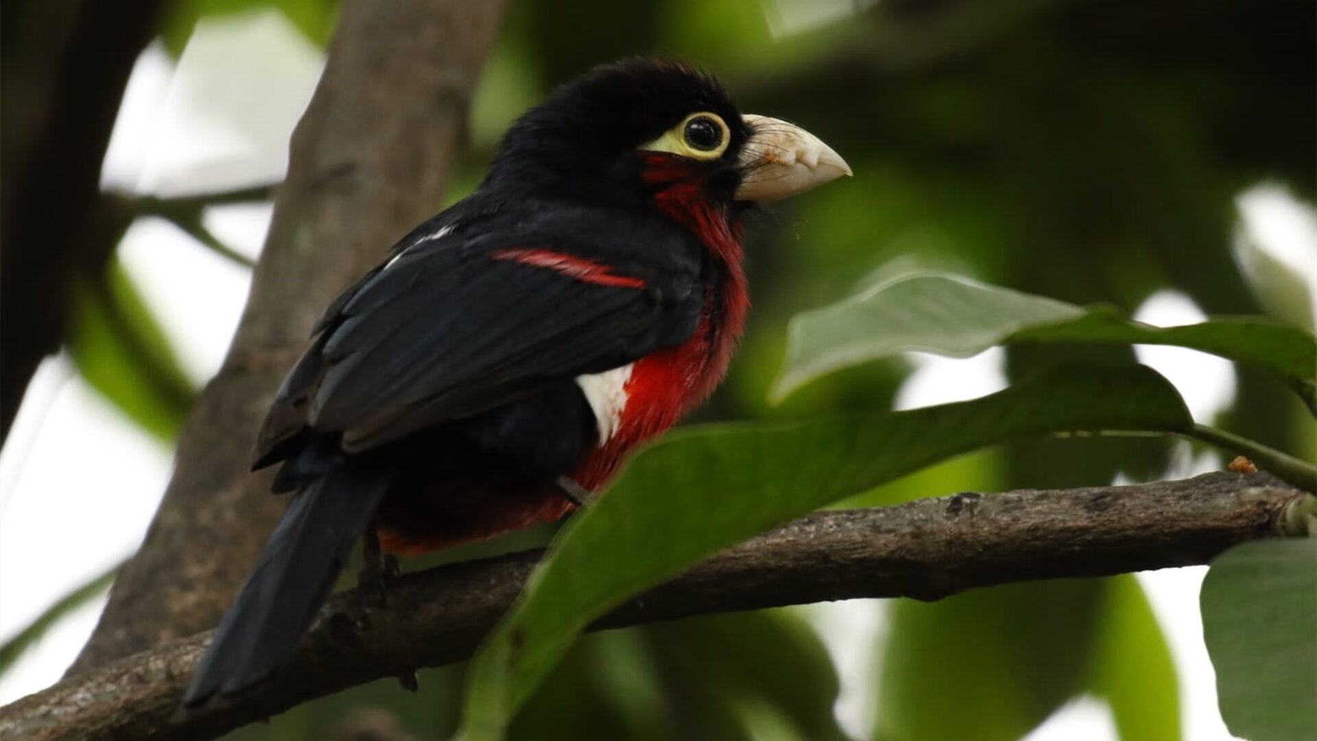 青少年篮球训练营引入国际先进训练理念和方法，青少年篮球培训的三要素